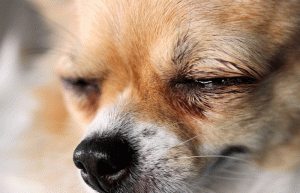 ドッグフード涙やけ