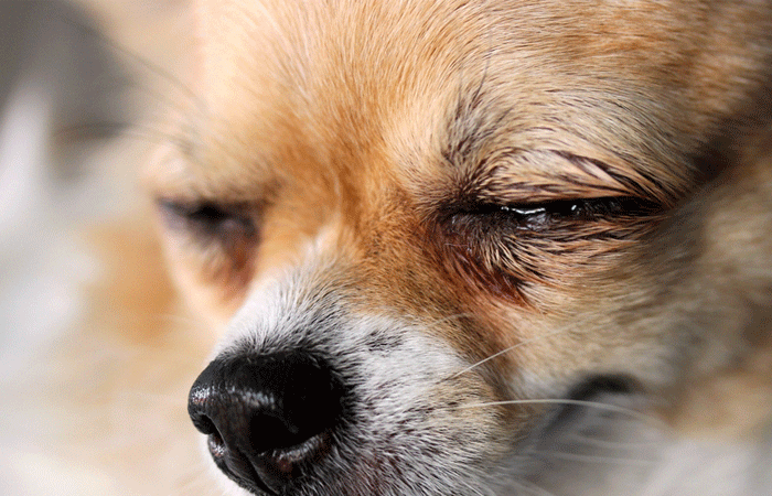 ドッグフード涙やけ