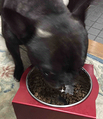 カナガンにがっつくうちの犬