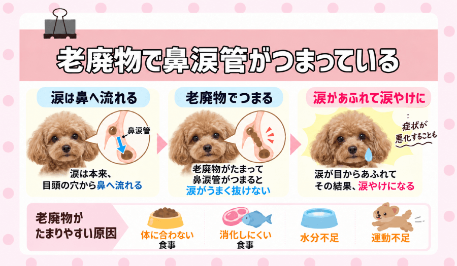 老廃物でつまっている