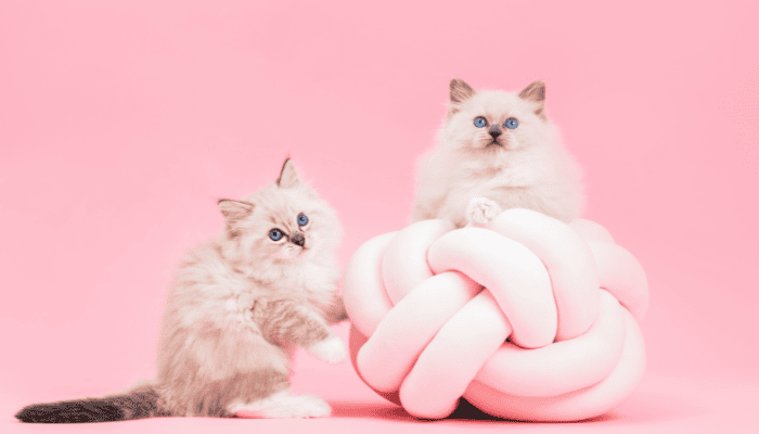 cat-food-ranking