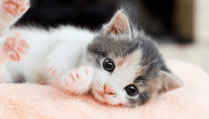 catfood-kitten