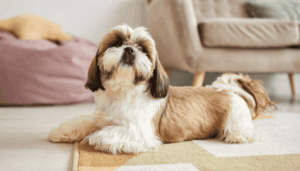 grainfree-dog-food
