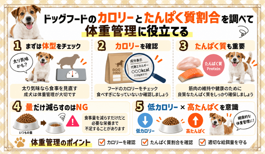 カロリーとタンパク質割合
