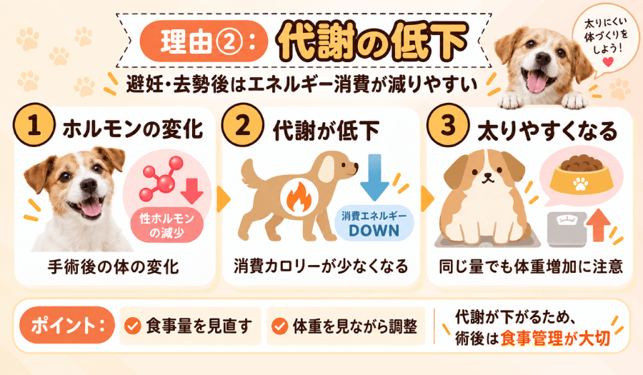代謝の低下