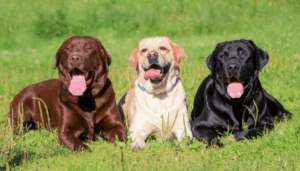 largedog