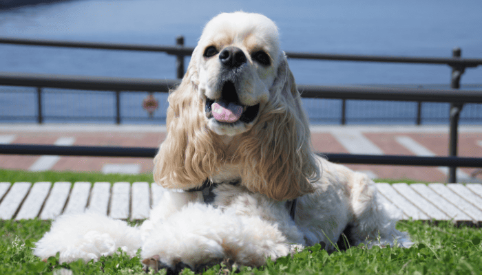 mediumdog