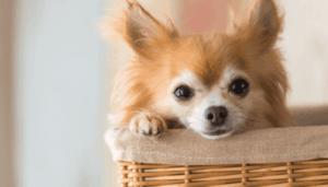 smalldog