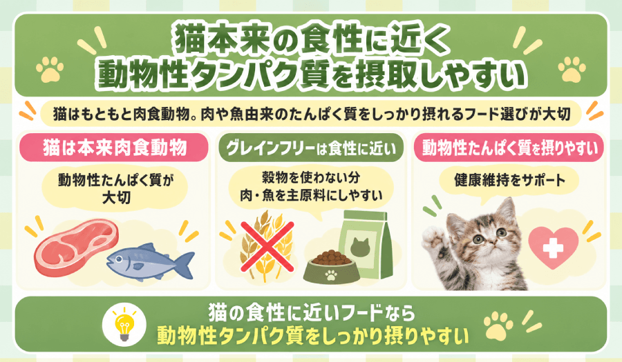 動物性タンパク質を摂取
