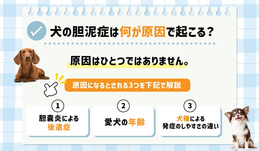 犬の胆泥症は何が原因で起こる?