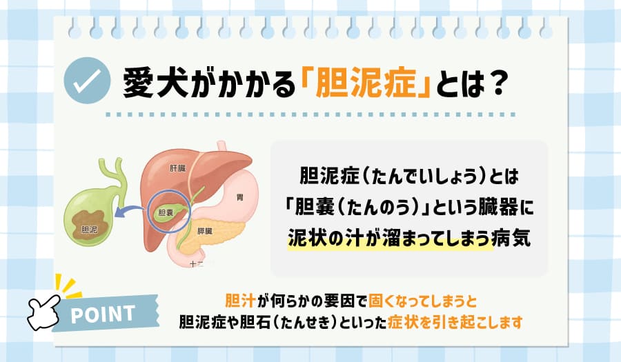 愛犬がかかる「胆泥症」とは?