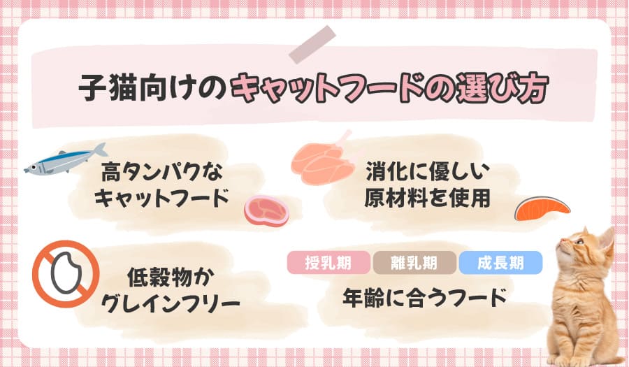 子猫向けのキャットフードの選び方