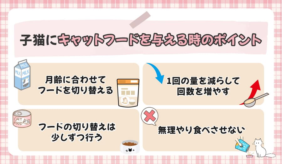 子猫にキャットフードを与える時のポイント