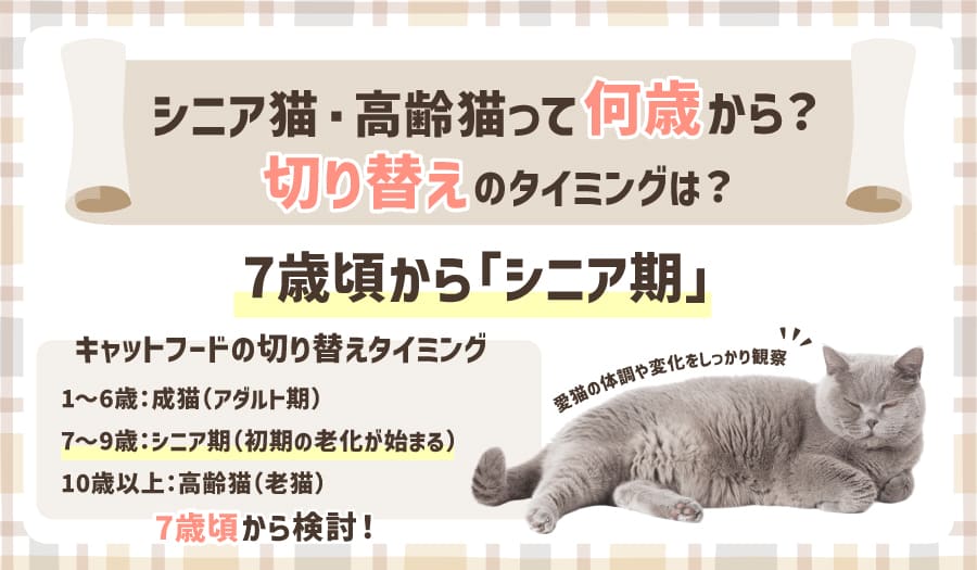 シニア猫・高齢猫って何歳から?切り替えのタイミング