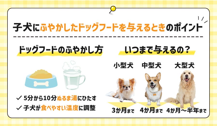 子犬にふやかしたドッグフードを与えるときのポイント