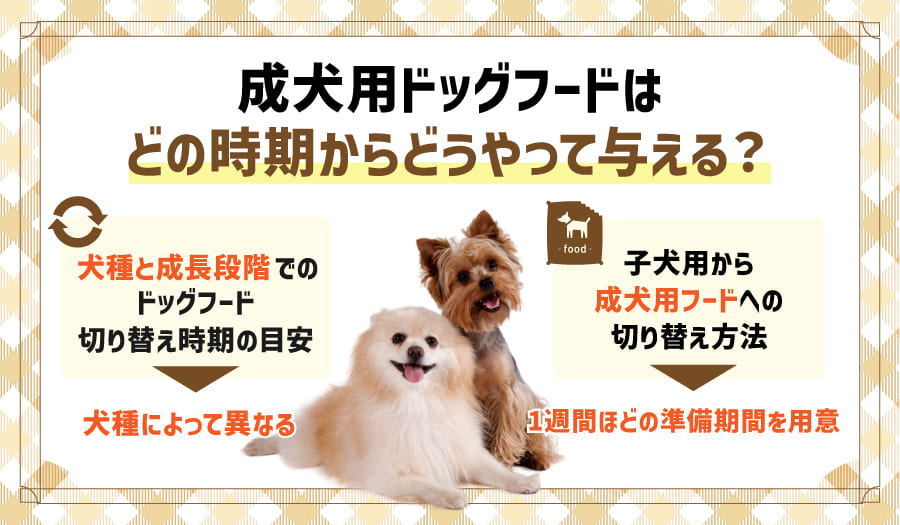 成犬用ドッグフードはどの時期からどうやって与える？