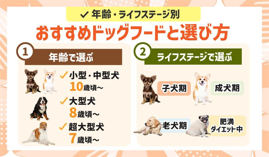 年齢・ライフステージ別おすすめドッグフードと選び方