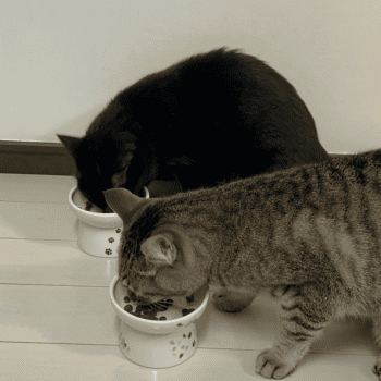 グランツを食べる猫