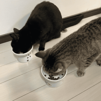 グランツを食べる猫(真上から)