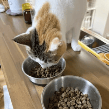 グランツを食べる猫