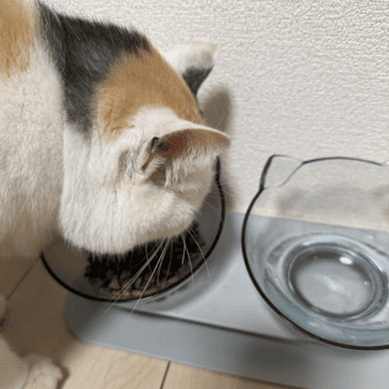 グランツを試す猫